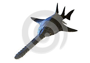 3D Rendering Onchopristis Fish on White photo