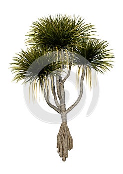 3D Rendering Pandanus Tree on White