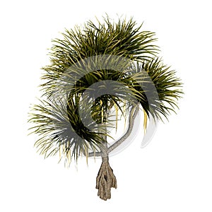 3D Rendering Pandanus Tree on White