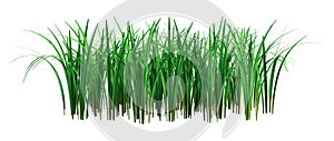3D Rendering Patch of Grass on White