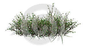 3D Rendering Patch of Grass on White