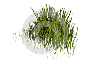3D Rendering Patch of Grass on White