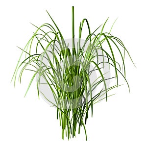 3D Rendering Patch of Grass on White