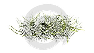 3D Rendering Patch of Grass on White