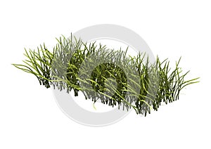 3D Rendering Patch of Grass on White