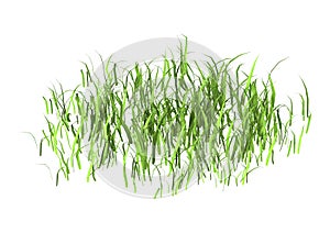 3D Rendering Patch of Grass on White