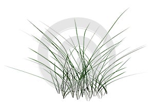 3D Rendering Patch of Grass on White