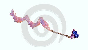 A 3d rendering of peptide-oligonucleotide conjugate or POC.