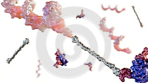 A 3d rendering of peptide-oligonucleotide conjugate or POC.