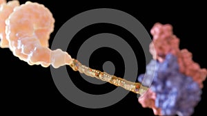 A 3d rendering of peptide-oligonucleotide conjugate or POC.