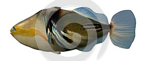 3D Rendering Picasso Triggerfish on White