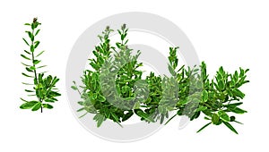 3D Rendering Pinapple Mint on White