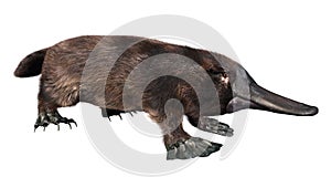 3D Rendering Platypus on White photo