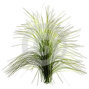 3D Rendering Poa Grass on White