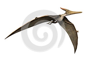 3D Rendering Pteranodon on White