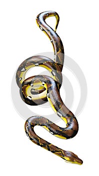 3D Rendering Reticulated Python on White