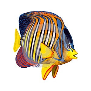 3D Rendering Royal Angelfish on White
