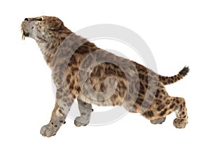3D Rendering Saber Tooth Tiger on White