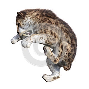 3D Rendering Sabertooth Tiger on White