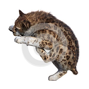 3D Rendering Sabertooth Tiger on White