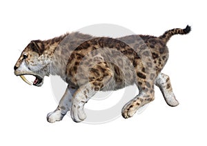 3D Rendering Sabertooth Tiger on White
