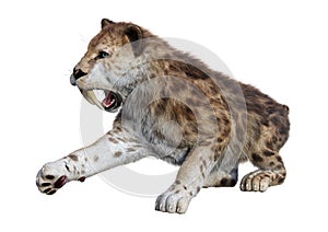 3D Rendering Sabertooth Tiger on White photo