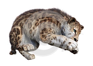 3D Rendering Sabertooth Tiger on White