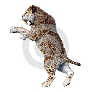 3D Rendering Sabertooth Tiger on White