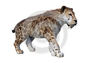 3D Rendering Sabertooth Tiger on White photo