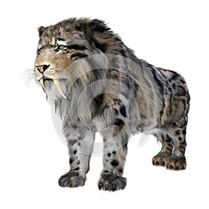 3D Rendering Sabertooth Tiger on White photo