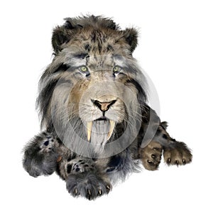 3D Rendering Sabertooth Tiger on White photo