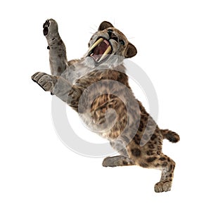 3D Rendering Sabertooth Tuger on White