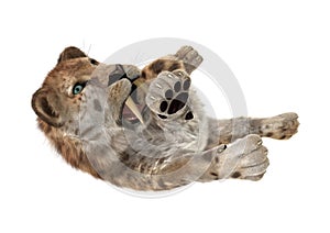 3D Rendering Sabertooth Tuger on White