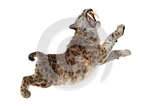3D Rendering Sabertooth Tuger on White