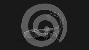 3d rendering of a scorpion isolated in a studio colored background