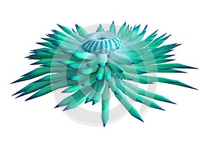 3D Rendering Sea Anemone on Black