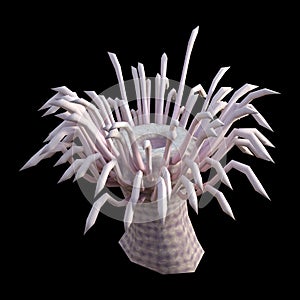 3D Rendering Sea Anemone on White