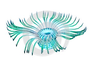 3D Rendering Sea Anemone on White