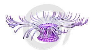 3D Rendering Sea Anemone on White