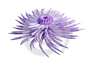 3D Rendering Sea Anemone on White