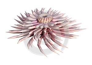 3D Rendering Sea Anemone on White