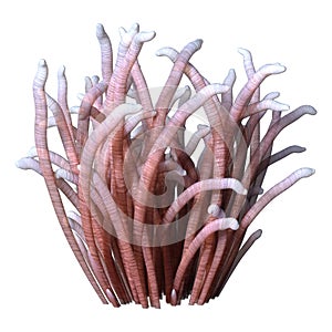 3D Rendering Sea Anemone on White