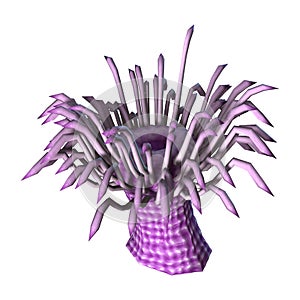 3D Rendering Sea Anemone on White