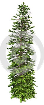 3D Rendering Wollemi Pine Tree on White