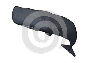 3D Rendering Sperm Whale or Cachalot on White