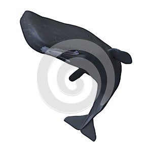3D Rendering Sperm Whale or Cachalot on White