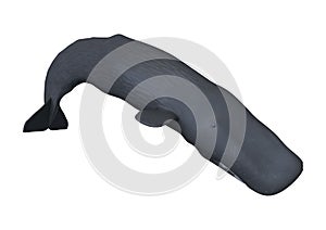 3D Rendering Sperm Whale or Cachalot on White