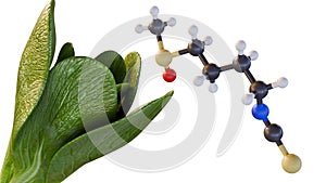 3d rendering of bok choy and sulforaphane molecule
