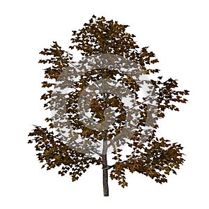 3D Rendering Sweet Birch Tree on White photo