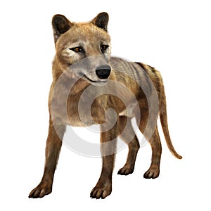 3D Rendering Thylacine on White photo